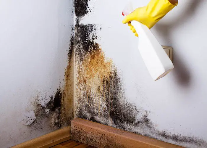How To Remove Mold From Wood Step By, How To Remove Mold From Furniture With Vinegar