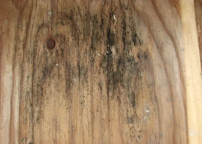 removing mold from wood furniture