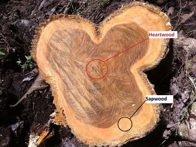 sapwood and heartwood of teak wood
