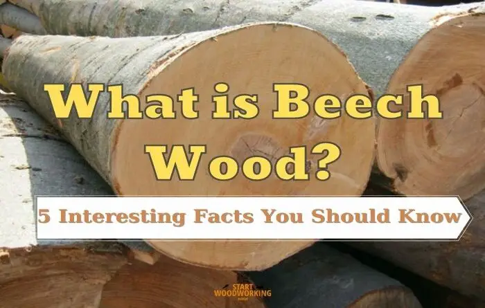 what is beech wood
