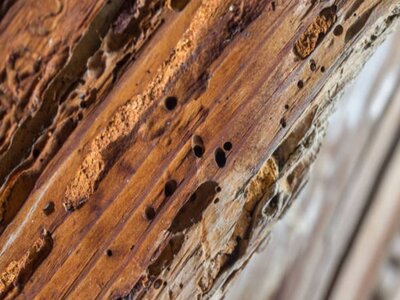 How to Identify Brown wood Rot